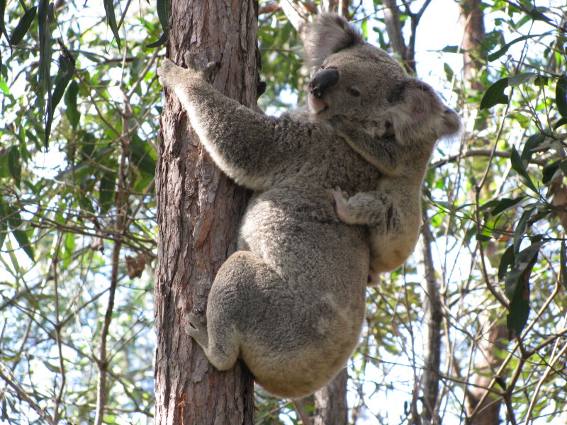 Koala with Joey