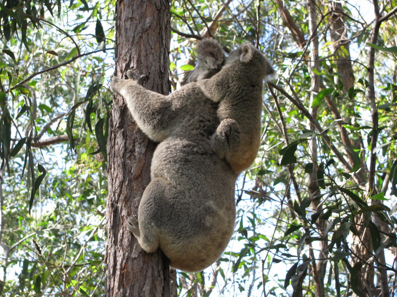 Koala with Joey