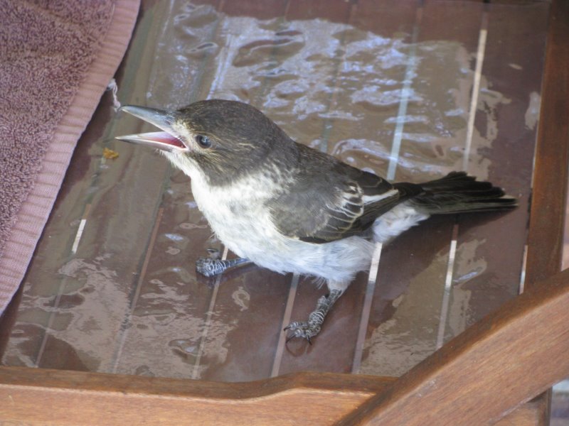 Grey Butcher Bird (this little bloke took a 15 min recovery after flying int0 a window)