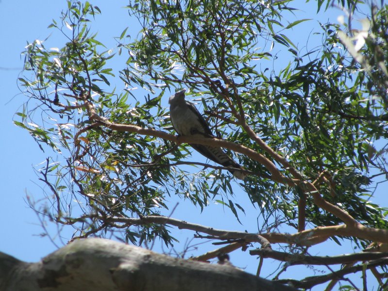Channel-billed Cuckoo (Storm Bird)
