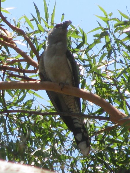 Channel-billed Cuckoo (Storm Bird)